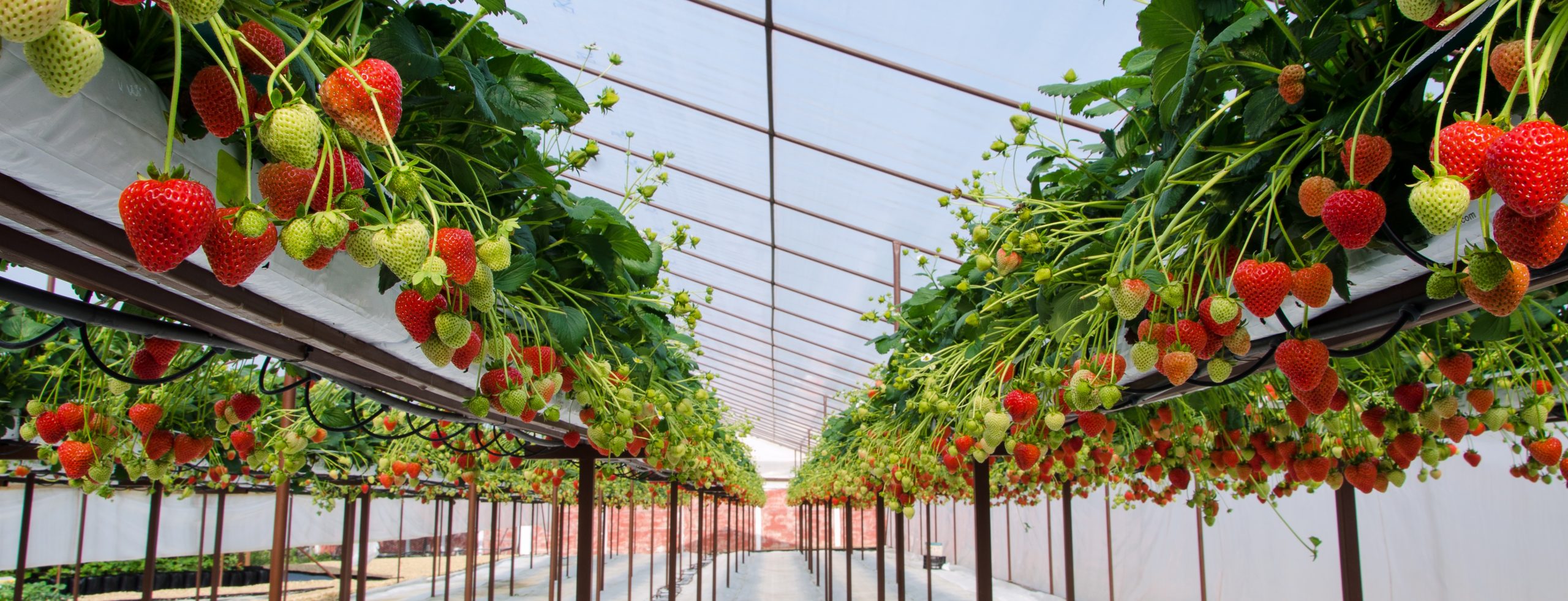 Featured image for “Strawberries – the most popular summer soft fruit in Europe”